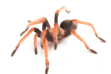 Mexican Fireleg Tarantula (Brachypelma boehmei) isolated on white background