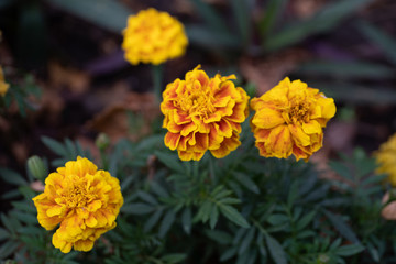 Naklejka na meble yellow flower in garden