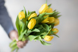 Fototapeta  - Żółte tulipany