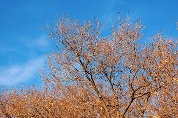 tree in spring