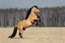 Beautiful Buckskin Rearing Horse With Long Mane On Natural Prairie Summer Background