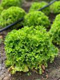 Fototapeta Kuchnia - Growing organic green leaf lettuce 
