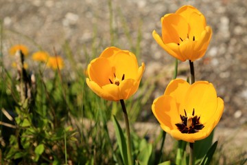 Sticker - Tulipani gialli in giardino