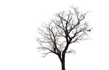 Dead Tree With Clipping Path Isolated On White Background