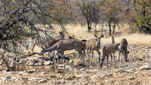 Family Of Great Kudu  On Their Way To The Waterhole, Etosha, Namibia