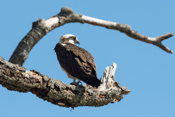 Wall Mural - An Osprey perched in a tree.