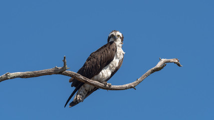 Wall Mural - An Osprey perched on a branch.