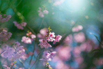 Wall Mural - 近江神宮の陽光桜
