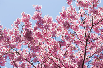 Wall Mural - 近江神宮の陽光桜