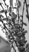 Willow Buds With Branches Close Up Black And White Photography