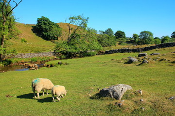 Poster - Sheep in idyllic English countryside