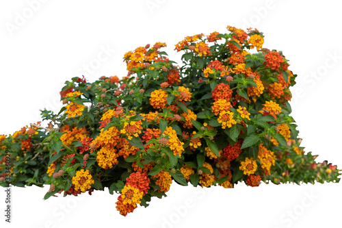Fotografía Red and yellow Lantana camara flowers isolate on white background