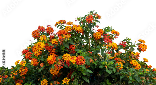 Fotomural Red and yellow Lantana camara flowers isolate on white background