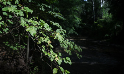 tree in forest