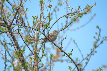 Eurasian tree sparrow sitting on tree branch with green blurred background. Sparrow on the tree