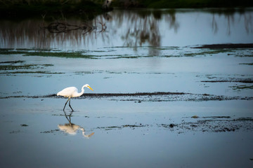 the white heron in ras al khor wildlife sanctuary dubai