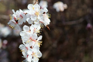 Sticker - flowers in spring