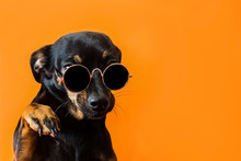 Black Dog With Glasses On A Red Background