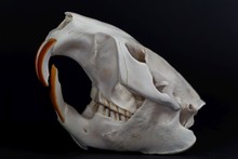 Skull Of A Eurasian Beaver, Castor Fiber