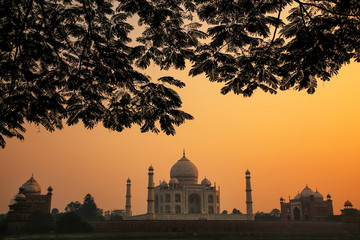 Wall Mural - View of Taj Mahal framed by a tree crown at sunset, Agra, Uttar Pradesh, India