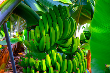 Plantations with  different cultvars of bananas plants on La Palma island, Canary, Spain