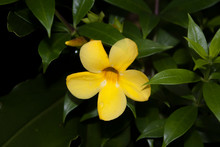 Yellow Tropical Flower