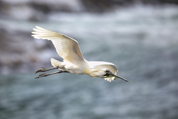 Poster - Royal spoonbill in flight, Taiaroa Head, Otago Peninsula, New Zealand.