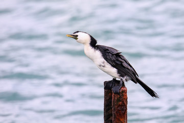 Canvas Print - Little shag sitting on a metal pole