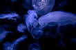 © Tom Wagner - Aurelia Qualle Medusen Schwarm blau