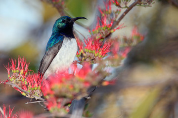 Wall Mural - The white-bellied sunbird (Cinnyris talatala) drinking from a flower, with colorful background