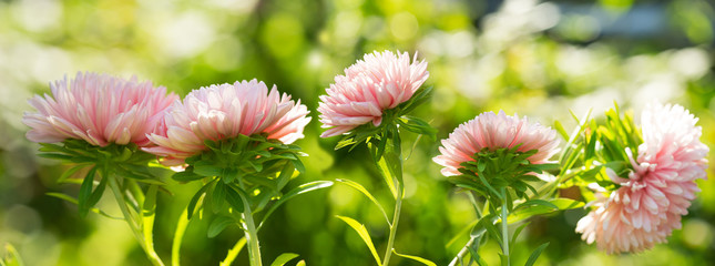 aster flowers on green background