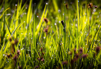 Green grass and dew at sunrise or sunset during spring