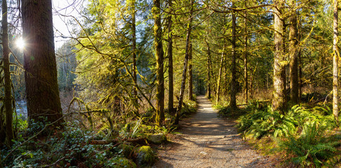 Beautiful Pathway in the colorful and vibrant Rain Forest during a sunny winter day. Taken in Golden Ears Provincial Park, near Vancouver, British Columbia, Canada.