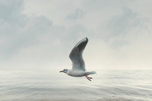 Seagull Flies Free In The Sky Over The Ocean