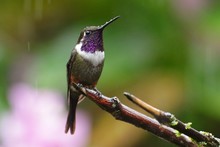 Best Hummingbird In Costa Rica. Wildlife Scene From Nature. Birdwatching In South America, Trinidad, Tobago, Panama.