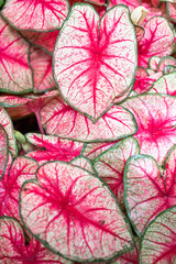  bright pink leaves close up