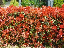 A Photinia Fraseri Red Robin Hedge With Red And Green Leaves, In Attica, Greece