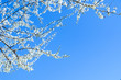 © Hana Design - Cherry blossom (Sakura)