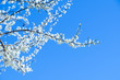 © Hana Design - Cherry blossom (Sakura)