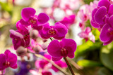 Fototapeta Storczyk - Pink Orchids