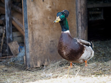A Crested Duck Drake On A Small Farm. Portrait Of A Bird