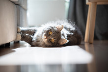 Curious Maine Coon Cat Lying On Side Scratching Sofa Looking At Camera In Sunlight