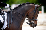Fototapeta Konie - Pferd Dressur Reiten