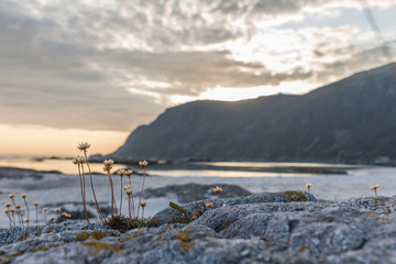 wallpaper of a sunset on the beach, close-up of some rocks where small flowers grow, in the background we see a mountain where the sun is setting