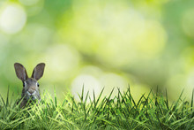 Cute Easter Bunny With Green Grass And Green Background Osterhase
