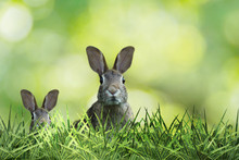 Two Cute Easter Rabbit With Green Grass And Green Background