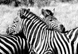 Fototapeta Konie - Zebra hug