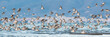 A flock of dunlins (Calidris alpina)