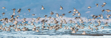 A Flock Of Dunlins (Calidris Alpina)