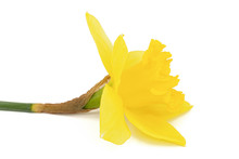 Flower Of Yellow Daffodil (narcissus), Isolated On White Background